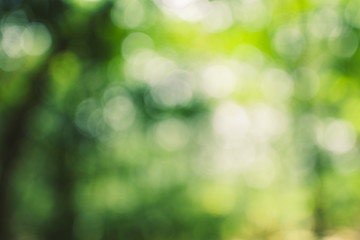 Abstract green bokeh background in the jungle 