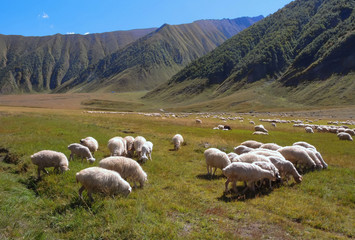 Obraz premium Flock of sheep grazing in a mountain gorge in the valley of the river Terek, Trusso, Georgia