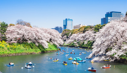桜が咲く皇居・千鳥ヶ淵　ワイド