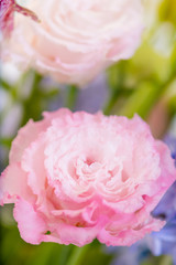 Beautiful pink Prairie Gentian (Eustoma) flower  is blooming. close up, Blurred background 