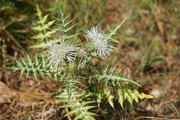 White flower with spiky leaves