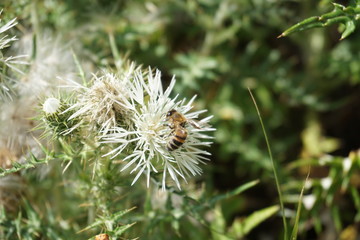 bee on flower