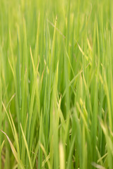 Fototapeta na wymiar Green grass - reed