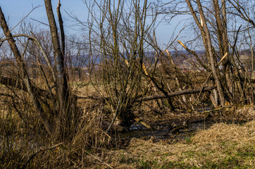 krzewy  © wedrownik52