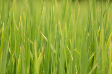 Fototapeta na wymiar Green grass - reed