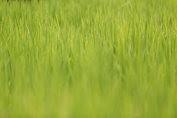 Green grass - reed