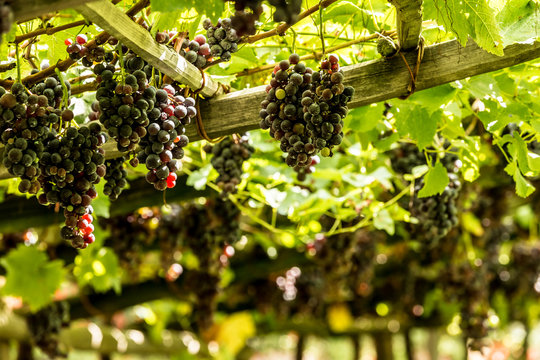 vine grapes in tirol