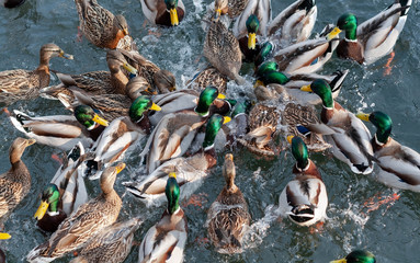 A flock of ducks fighting for food in clear water
