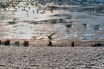 Ducks on the bank of a frozen reservoir on a sunny day, in the rays of a bright sun