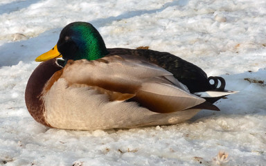 A drake on the shore of a pond in a spring sunny day, photographed close-up