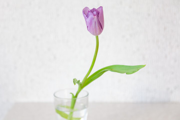 One long fresh purple tulip with a thin green stem and a closed bud stands in a vase of water against the background of a white wall and table