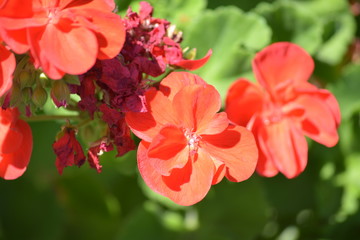 red flower in the garden