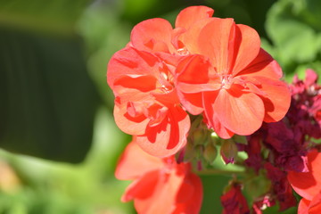 Obraz premium red flower in the garden