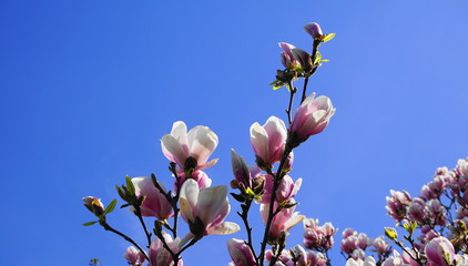 Magnolia blossom. Beautiful magnolia flowers against blue sky background close up.