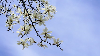 Showy and beautiful Magnolia stellata flowers close up on the branch against light blue background. Japanese Magnolia.