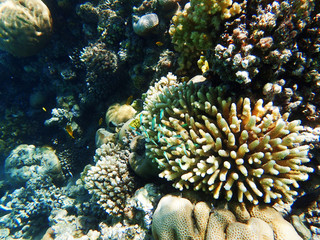 Naklejka na ściany i meble coral reef in egypt