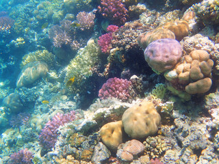 coral reef in egypt
