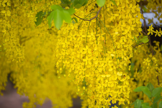  Flowers multiply yellow flowers during the summer in thailand