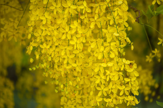  Flowers multiply yellow flowers during the summer in thailand