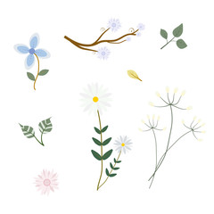 Flower and leaf  isolated on white background