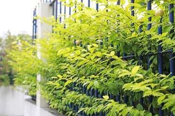 Obraz premium Perspective of small decorative tree top leaf wall