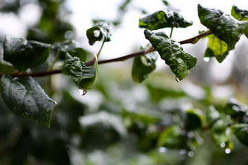 Outdoor. Leaves and drops