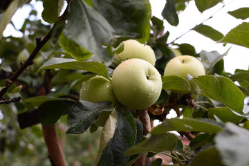 Branch with apples. Drops