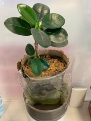 green plant in a pot