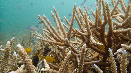 coral reef area at Tioman island, Malaysia