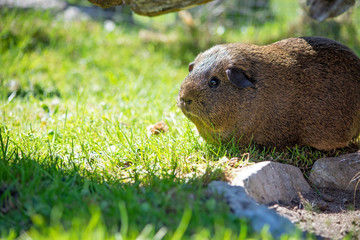 Meerschweinchen draußen