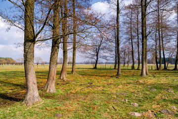 Krajobraz wiejski. Wiosna na Podlasiu. Dolina Narwi © podlaski49