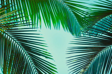 Coconut palm tree under blue sky. Vintage background. Retro toned poster.