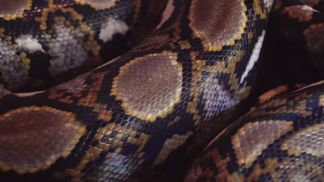 Reticulated Python (Python Reticulatus) Snake Body Close Up View