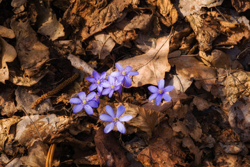 Krajobraz wiejski. Wiosna na Podlasiu. Dolina Narwi © podlaski49