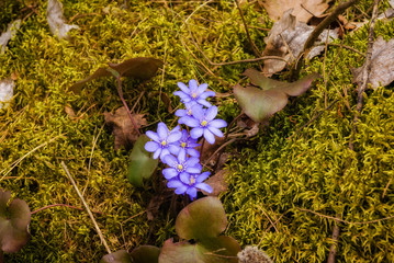 Krajobraz wiejski. Wiosna na Podlasiu. Dolina Narwi