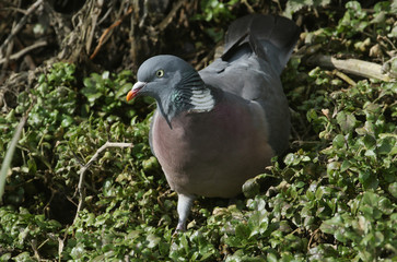 A pretty Woodpidgeon, Columba palumbus, standing at the edge of a stream eating watercress. 