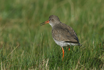 A beautiful Redshank, Tringa totanus, standing on a grassy mound in a meadow calling in spring.	