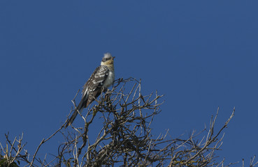An extremely rare stunning Great Spotted Cuckoo, Clamator glandarius, perched on a bush on the Isle of Wight in spring.