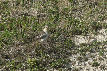 An extremely rare Great Spotted Cuckoo, Clamator glandarius, hunting on a cliff on the Isle of Wight for caterpillars to eat.	