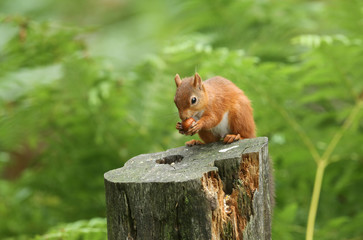 A stunning Red Squirrel (Sciurus vulgaris) sitting on a log eating nuts.	