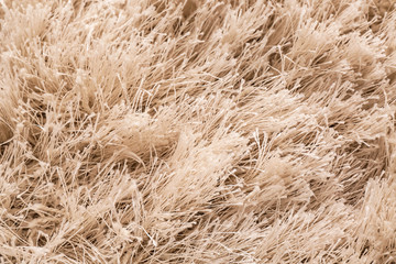 Texture of fluffy carpet