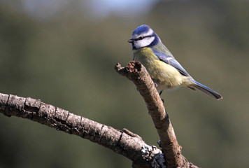 Blue tit. Cyanistes caeruleus