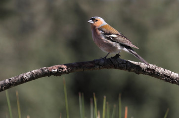 Fototapeta premium Common chaffinch. Fringilla coelebs