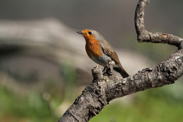 European robin. Erithacus rubecula