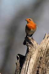 European robin. Erithacus rubecula