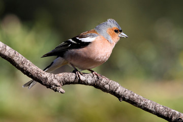 Common chaffinch. Fringilla coelebs
