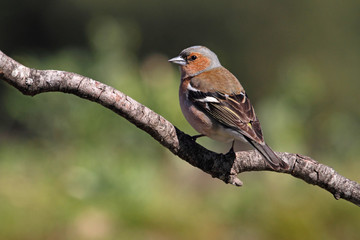 Common chaffinch. Fringilla coelebs