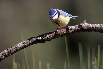 Blue tit. Cyanistes caeruleus