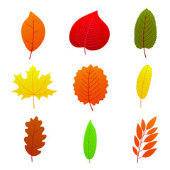 9 Set of multicolored autumn leaves collection flat style design gradient version vector illustration isolated on white background.
