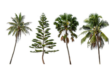 Isolated coconut trees , Pinus and Palm trees on a white background with clipping path.